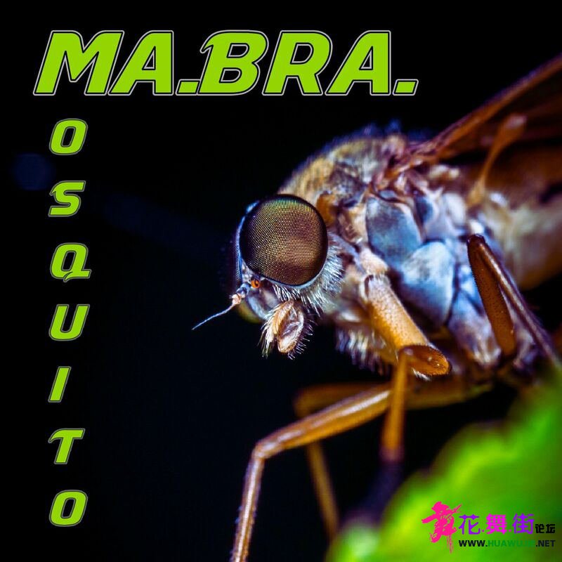 00-mabra_-_mosquito-(3617381540130)-single-web-2024-pic-zzzz_��ͼ��.jpg